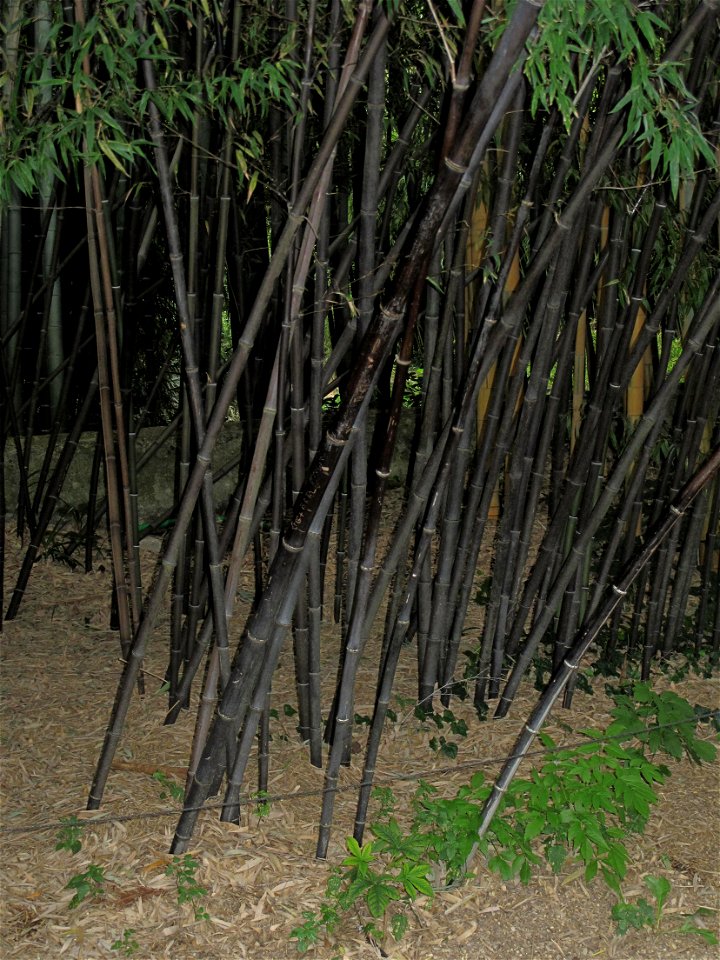 Phyllostachys nigra in the bambouseraie de Prafrance, Gard, France.