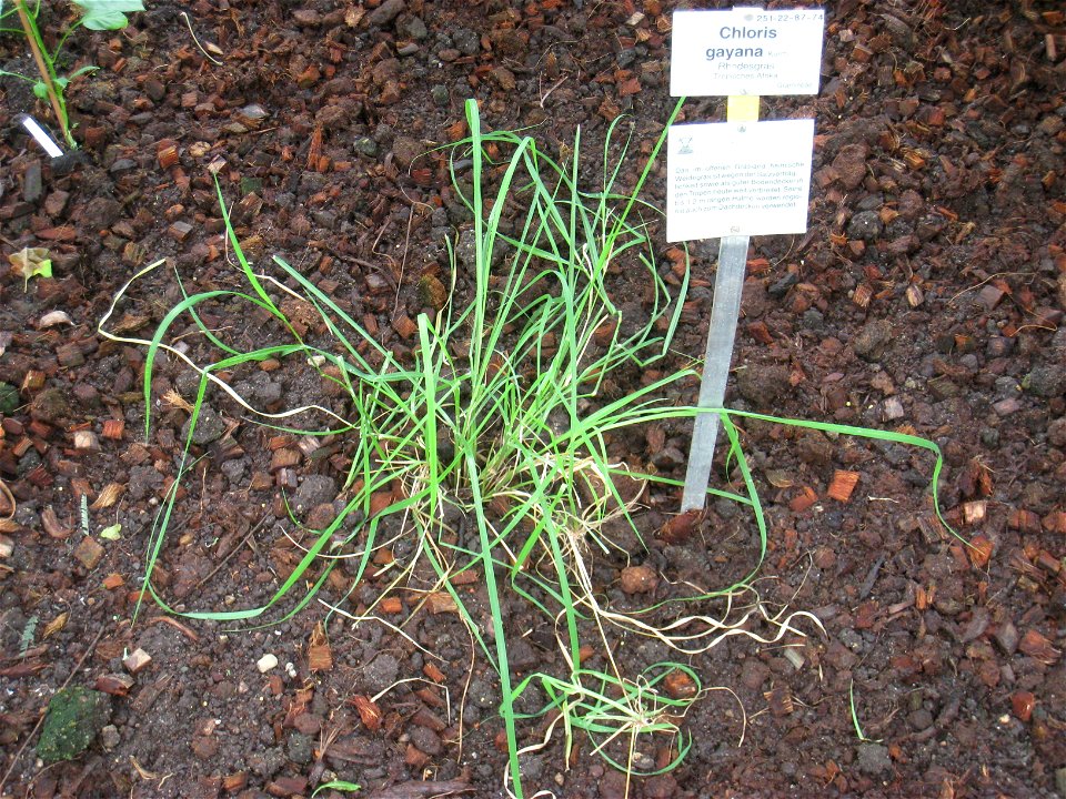 Chloris gayana specimen in the Botanischer Garten, Berlin-Dahlem (Berlin Botanical Garden), Berlin, Germany.