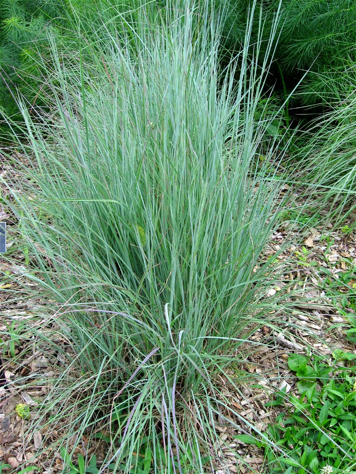 A picture of Schizachyrium scoparium.