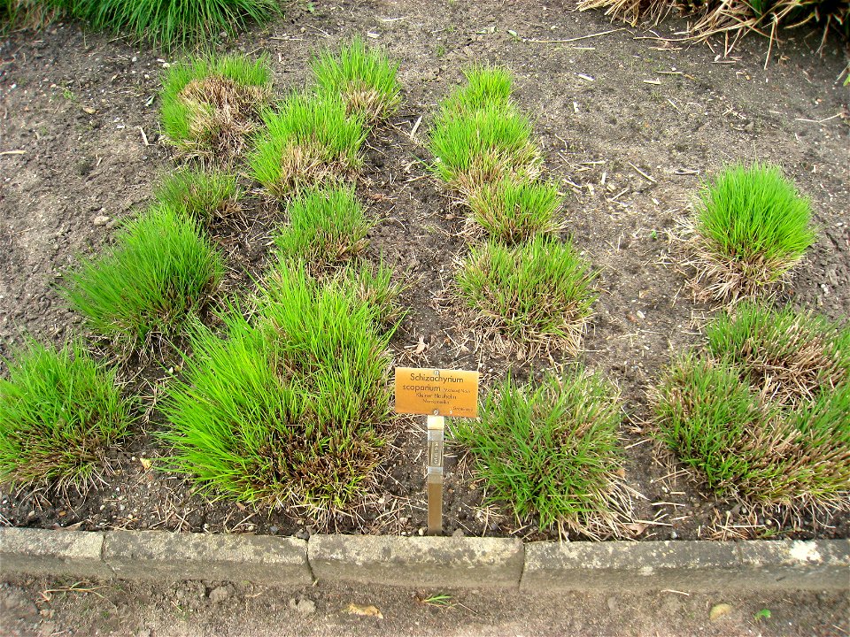 Schizachyrium scoparium specimen in the Botanischer Garten, Berlin-Dahlem (Berlin Botanical Garden), Berlin, Germany.