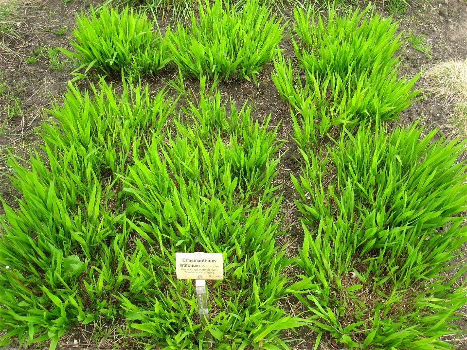 Chasmanthium latifolium specimen in the Botanischer Garten, Berlin-Dahlem (Berlin Botanical Garden), Berlin, Germany.