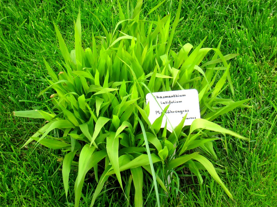Chasmanthium latifolium specimen in the Botanischer Garten, Berlin-Dahlem (Berlin Botanical Garden), Berlin, Germany.