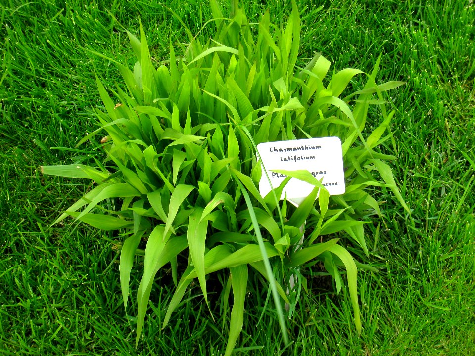 Chasmanthium latifolium specimen in the Botanischer Garten, Berlin-Dahlem (Berlin Botanical Garden), Berlin, Germany.
