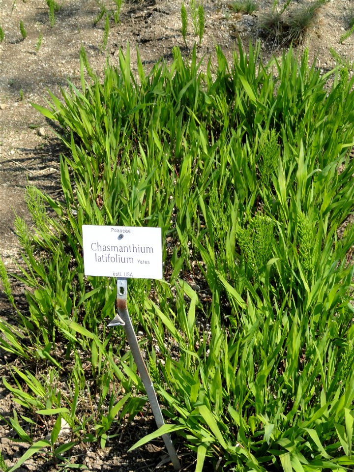 Chasmanthium latifolium specimen in the Botanischer Garten München-Nymphenburg, Munich, Germany.