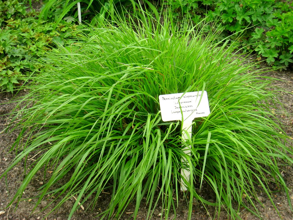 Pennisetum alopecuroides specimen in the Botanischer Garten, Berlin-Dahlem (Berlin Botanical Garden), Berlin, Germany.
