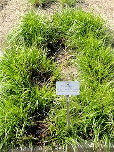 Pennisetum alopecuroides specimen in the Botanischer Garten München-Nymphenburg, Munich, Germany.