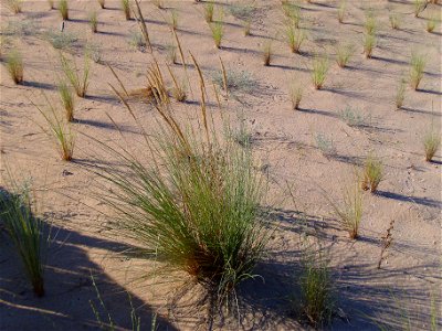 Ammophila arenaria Habitus, La Mata, Torrevieja, Alicante, Spain.