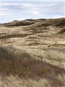 Sand dunes at Nørre Vorupør Strand, Denmark, covered with marram grass (Ammophila arenaria) and darker mixed vegetation.