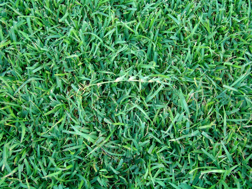 Picture of Centipede Grass with runner in center.