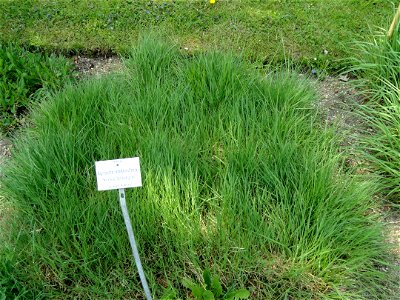 Agrostis stolonifera specimen in the Botanischer Garten München-Nymphenburg, Munich, Germany.