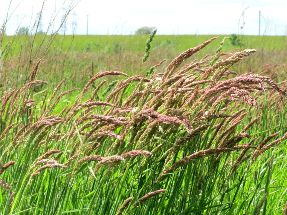 Wolliges Honiggras (Holcus lanatus) im Landschaftsschutzgebiet Hockenheimer Rheinbogen