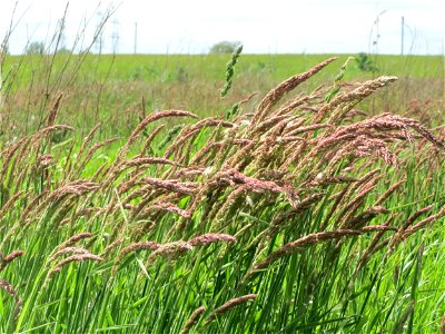 Wolliges Honiggras (Holcus lanatus) im Landschaftsschutzgebiet Hockenheimer Rheinbogen