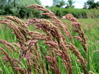 Wolliges Honiggras (Holcus lanatus) im Landschaftsschutzgebiet Hockenheimer Rheinbogen