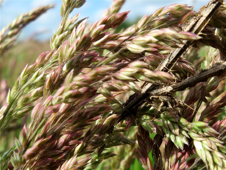 Wolliges Honiggras (Holcus lanatus) im Landschaftsschutzgebiet Hockenheimer Rheinbogen