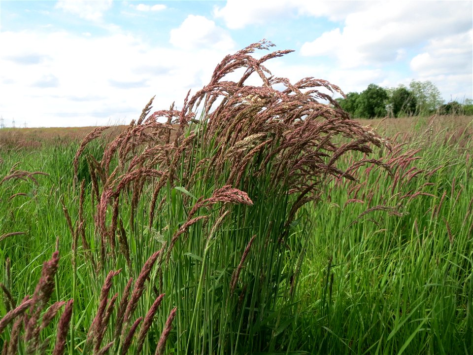 Wolliges Honiggras (Holcus lanatus) im Landschaftsschutzgebiet Hockenheimer Rheinbogen