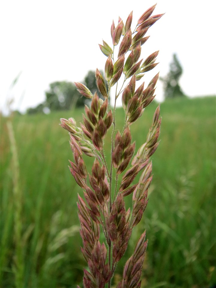 Wolliges Honiggras (Holcus lanatus) im Naturschutzgebiet „Oftersheimer Dünen“ (Teilgebiet „Am Golfplatz“)