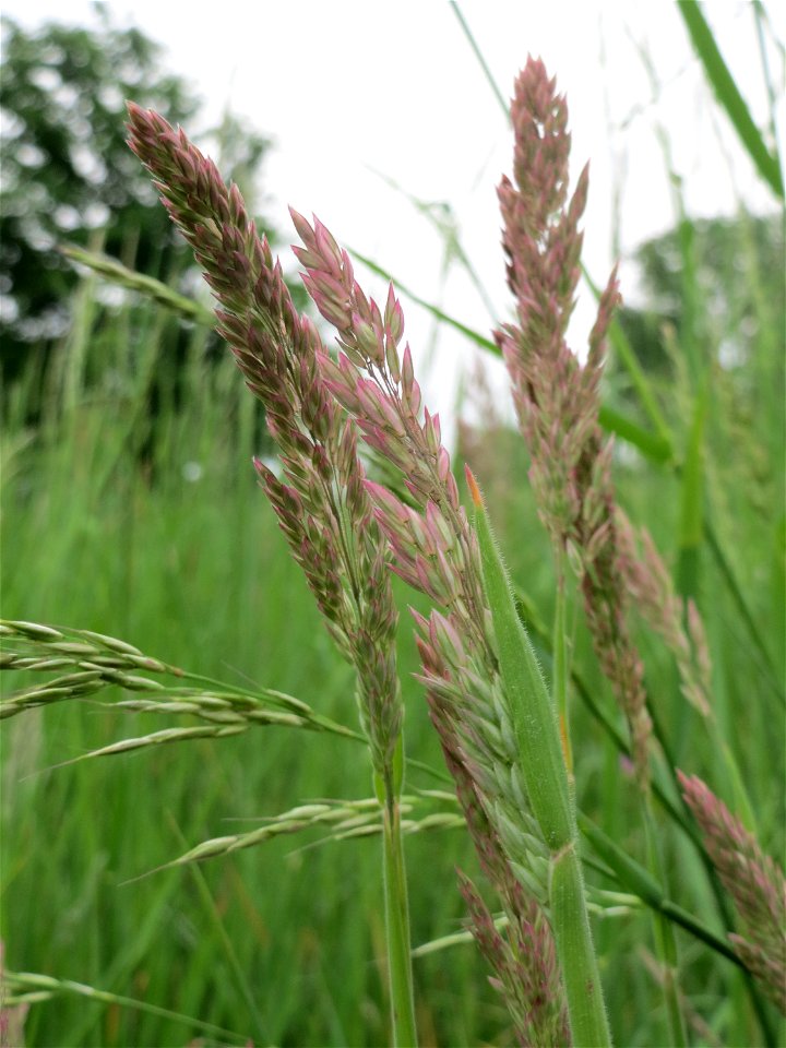 Wolliges Honiggras (Holcus lanatus) im Naturschutzgebiet „Oftersheimer Dünen“ (Teilgebiet „Am Golfplatz“)