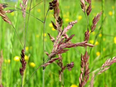 Wolliges Honiggras (Holcus lanatus) im Naturschutzgebiet Bachwiesen/Leopoldswiesen im Hockenheimer Rheinbogen