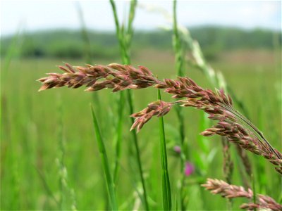 Wolliges Honiggras (Holcus lanatus) in den Horststückern im Landschaftsschutzgebiet „Hockenheimer Rheinbogen“