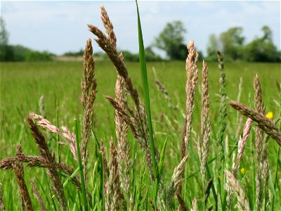 Wolliges Honiggras (Holcus lanatus) in den Horststückern im Landschaftsschutzgebiet „Hockenheimer Rheinbogen“