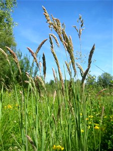 Wolliges Honiggras (Holcus lanatus) im Naturschutzgebiet „St. Arnualer Wiesen“