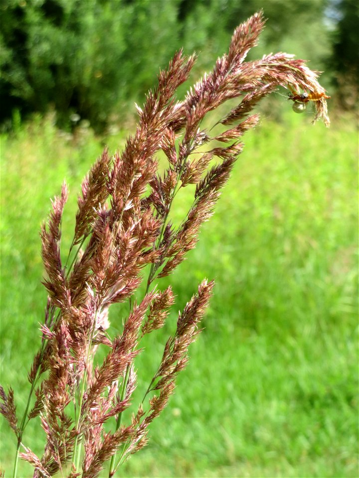 Wolliges Honiggras (Holcus lanatus) im Naturschutzgebiet „St. Arnualer Wiesen“