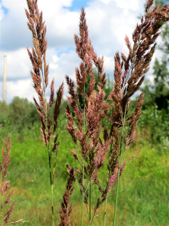 Wolliges Honiggras (Holcus lanatus) im Naturschutzgebiet „St. Arnualer Wiesen“