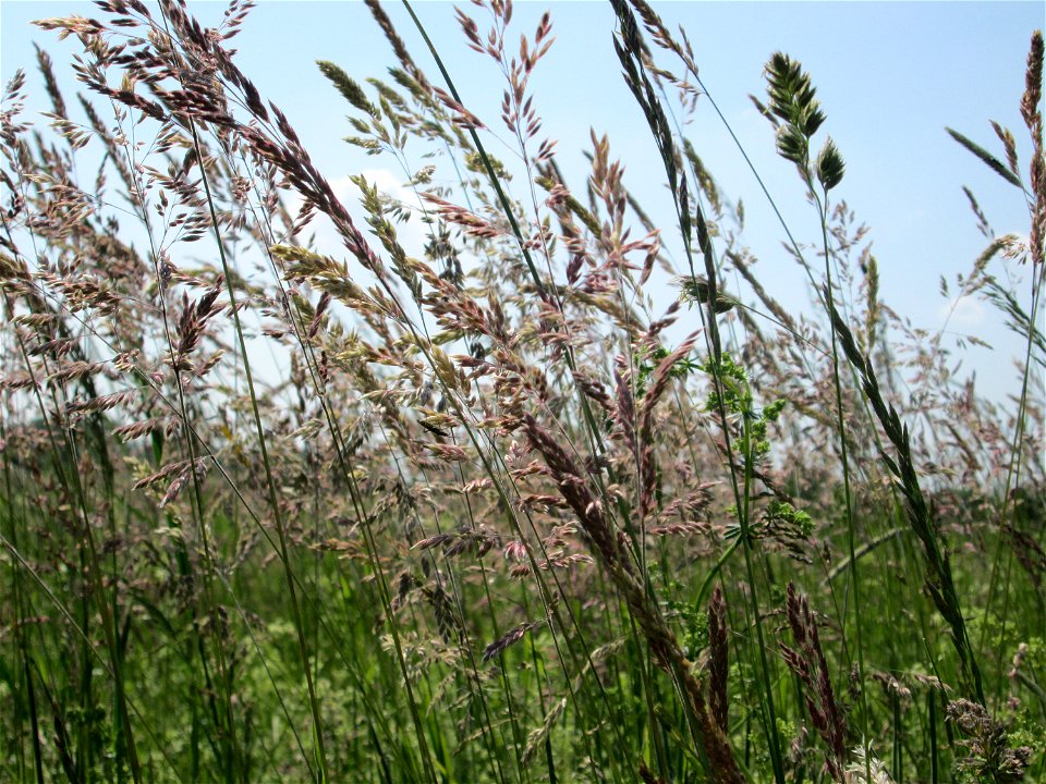 Wolliges Honiggras (Holcus lanatus) auf einer Glatthafer-Wiese im Naturschutzgebiet „Bachwiesen/Leopoldswiesen“ im Hockenheimer Rheinbogen