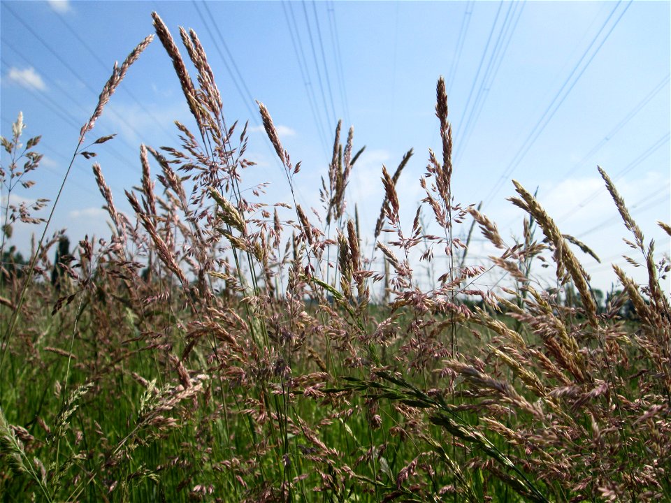 Wolliges Honiggras (Holcus lanatus) auf einer Glatthafer-Wiese im Naturschutzgebiet „Bachwiesen/Leopoldswiesen“ im Hockenheimer Rheinbogen