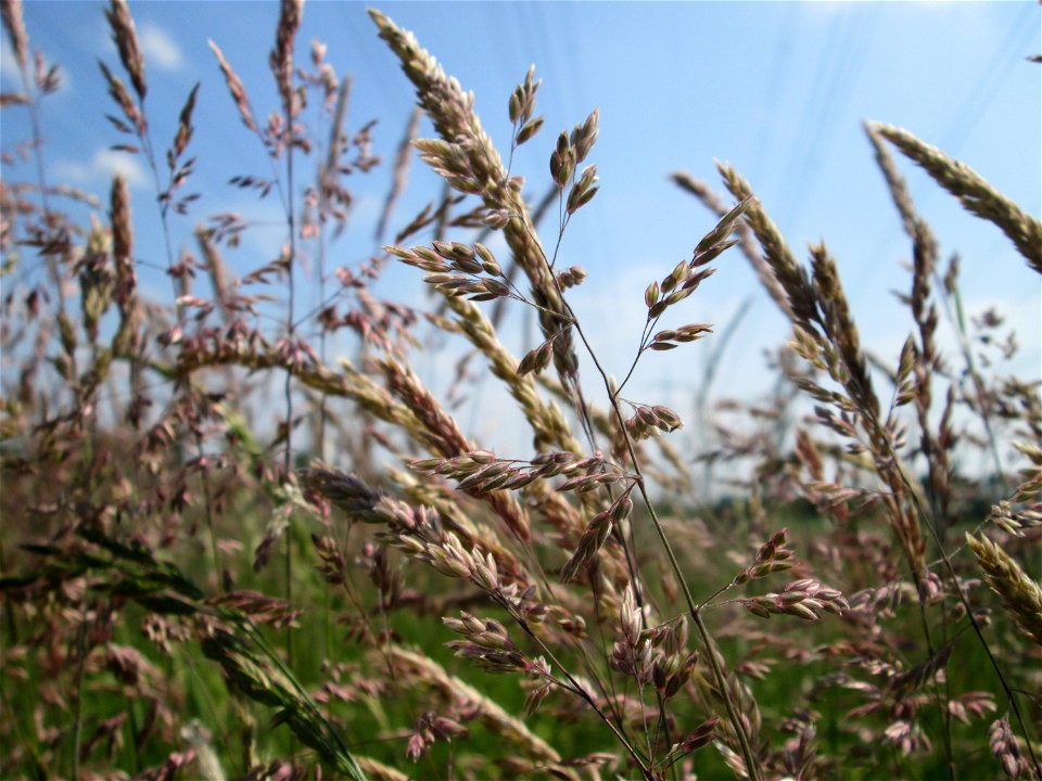 Wolliges Honiggras (Holcus lanatus) auf einer Glatthafer-Wiese im Naturschutzgebiet „Bachwiesen/Leopoldswiesen“ im Hockenheimer Rheinbogen