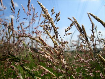 Wolliges Honiggras (Holcus lanatus) auf einer Glatthafer-Wiese im Naturschutzgebiet „Bachwiesen/Leopoldswiesen“ im Hockenheimer Rheinbogen
