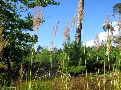 Wolliges Honiggras (Holcus lanatus) in der Schwetzinger Hardt