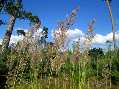 Wolliges Honiggras (Holcus lanatus) in der Schwetzinger Hardt