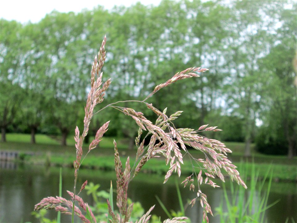 Wolliges Honiggras (Holcus lanatus) an der Saar in Saarbrücken