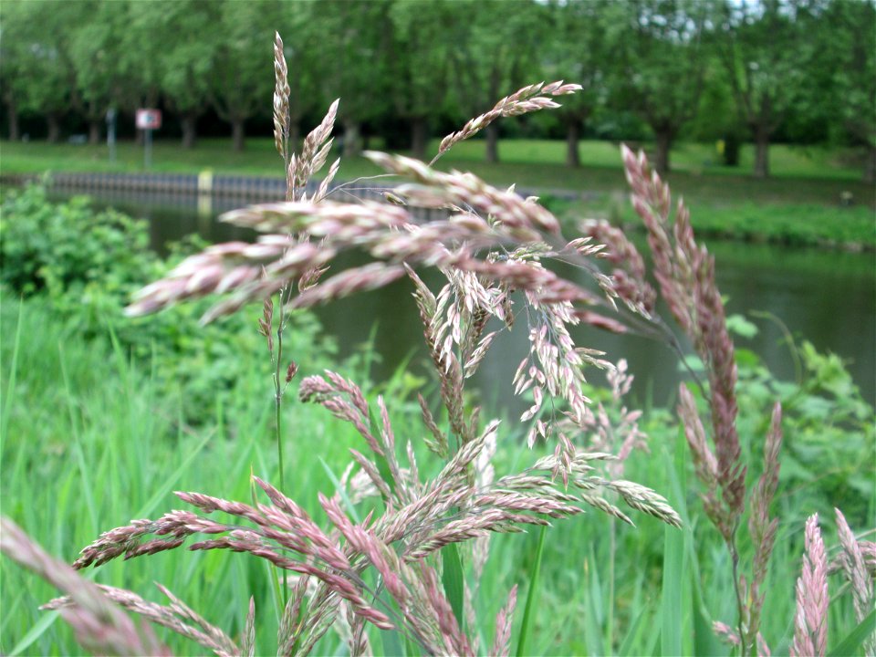 Wolliges Honiggras (Holcus lanatus) an der Saar in Saarbrücken