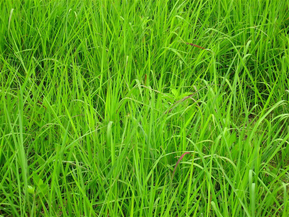 A picture of Sorghastrum nutans.
