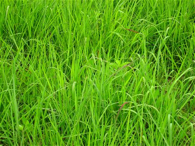 A picture of Sorghastrum nutans.
