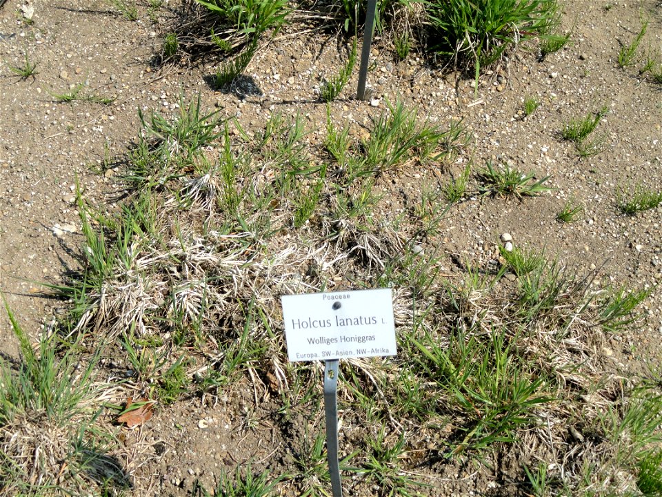 Holcus lanatus specimen in the Botanischer Garten München-Nymphenburg, Munich, Germany.