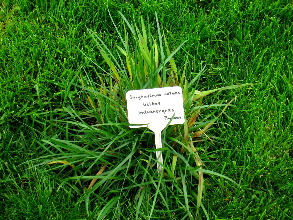 Sorghastrum nutans specimen in the Botanischer Garten, Berlin-Dahlem (Berlin Botanical Garden), Berlin, Germany.