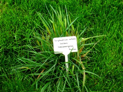 Sorghastrum nutans specimen in the Botanischer Garten, Berlin-Dahlem (Berlin Botanical Garden), Berlin, Germany.