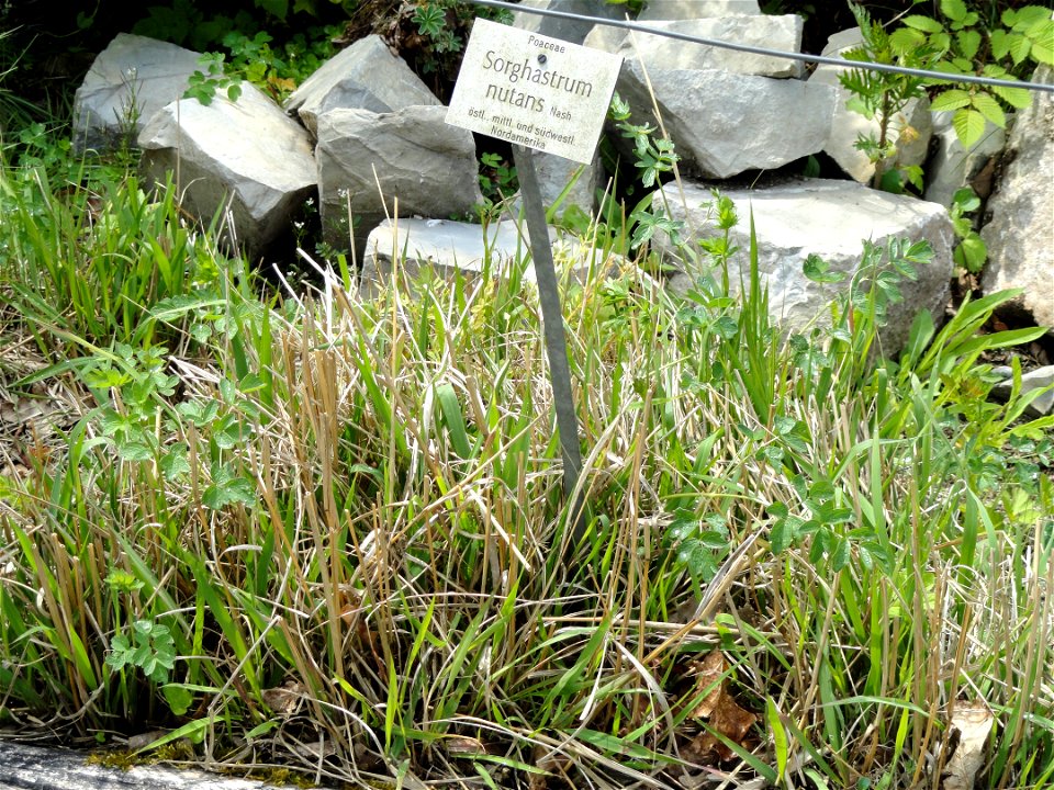 Sorghastrum nutans specimen in the Botanischer Garten München-Nymphenburg, Munich, Germany.