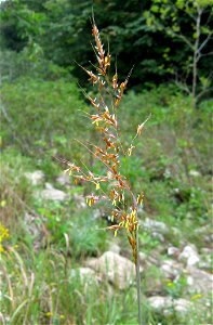 Sorghastrum nutans, sandstone cobble of Daddys Creek, Cumberland County, Tennessee.