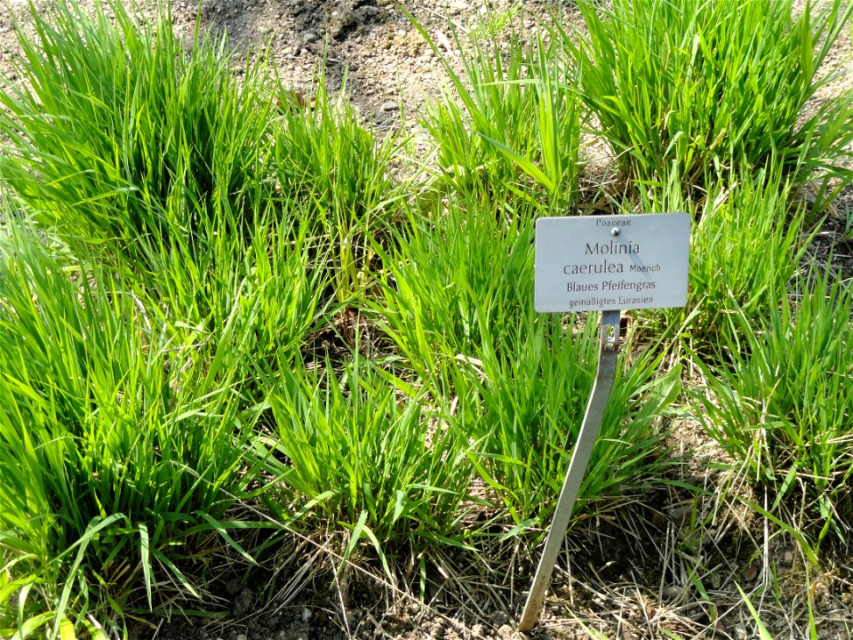 Molinia caerulea specimen in the Botanischer Garten München-Nymphenburg, Munich, Germany.