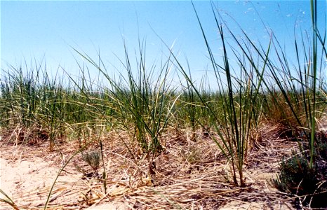 Ammophila breviligulata (American beachgrass), beach dunes at Pancake Bay Provincial Park, Ontario, Canada photo