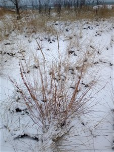 Clump of Ammophila breviligulata on a snowy dune at Lake Street Beach in Gary Indiana.