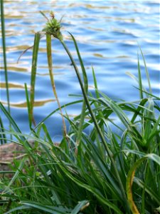 Frischgrünes Zypergras (Cyperus eragrostis) am Reilinger See
