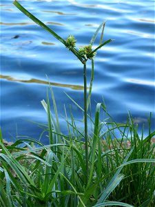 Frischgrünes Zypergras (Cyperus eragrostis) am Reilinger See