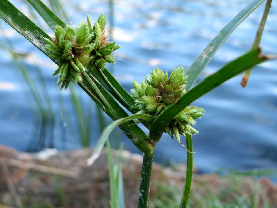 Frischgrünes Zypergras (Cyperus eragrostis) am Reilinger See