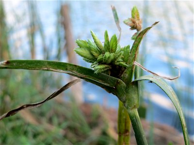 Frischgrünes Zypergras (Cyperus eragrostis) am Reilinger See