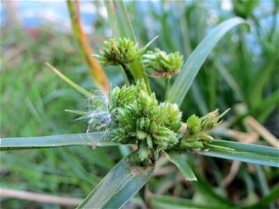 Frischgrünes Zypergras (Cyperus eragrostis) am Reilinger See